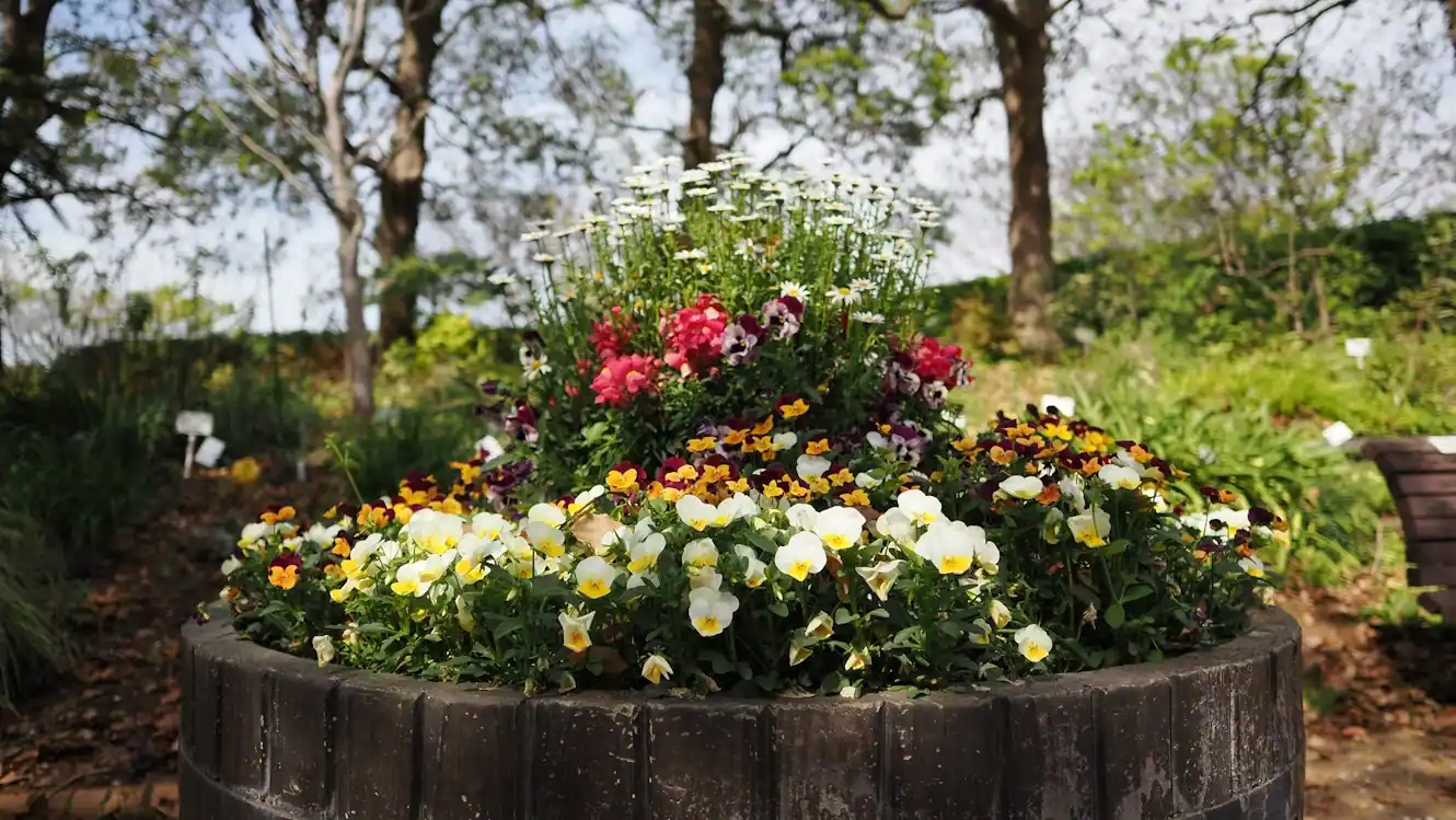 Création d'un massif fleuri à Poix-de-Picardie